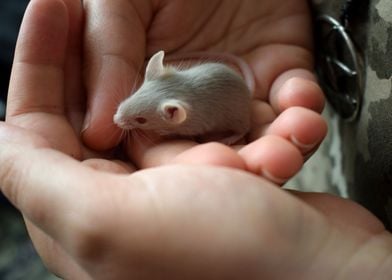 Mouse held in hand 2