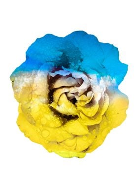 Ukraine rose 