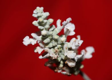 White salvia divinorum