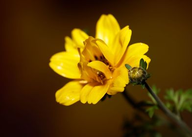 Yellow cosmos flower macro