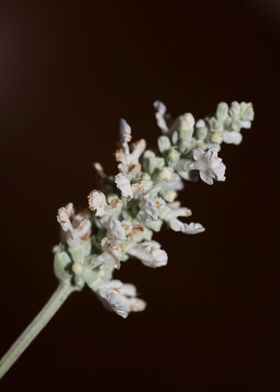 White salvia divinorum