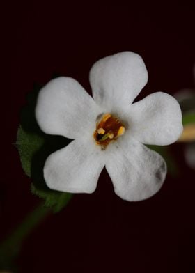 White flower blossom macro