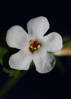 Sutera grandiflora flower