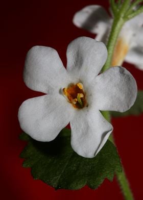 Flower blossoming close up