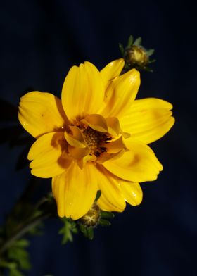 Yellow flower blossoming