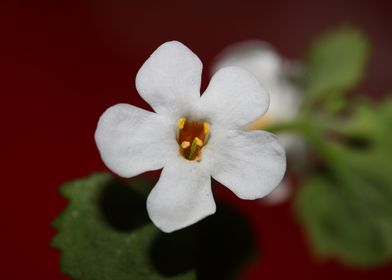 Flower blossoming close up