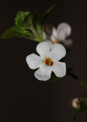 White flower blossom macro