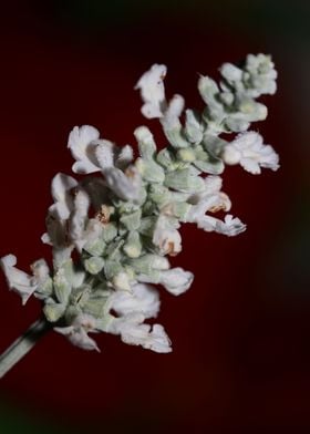 White salvia divinorum