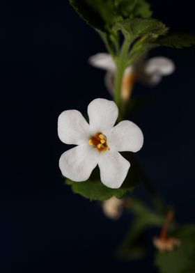 White sutera flower macro