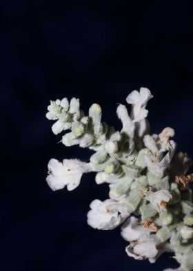 Salvia blossoming close up