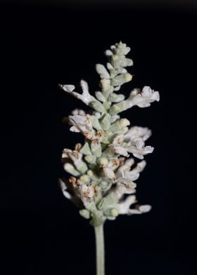 White salvia flower macro