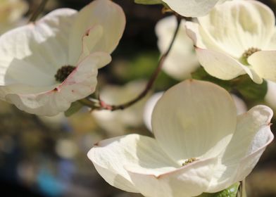 Dogwood