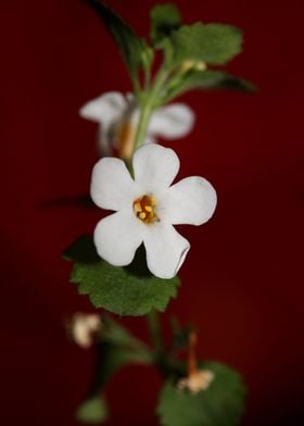 Sutera grandiflora blossom