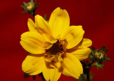 Yellow flowering close up