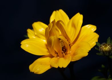 Yellow flowering close up