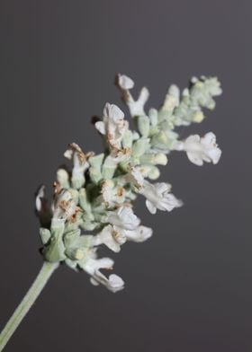 White salvia flower macro