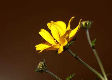 Cosmos caudatus blossoming