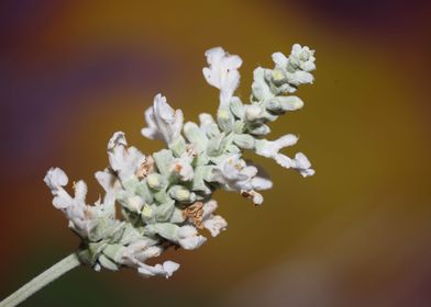 White psycho active salvia