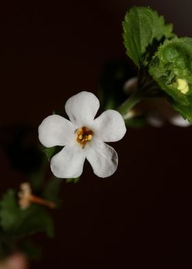 Sutera grandiflora flower