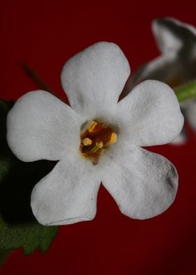 Flower blossoming close up