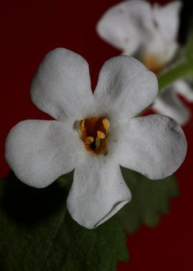 Flower blossoming close up