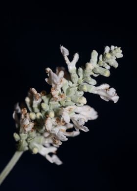 White psycho active salvia