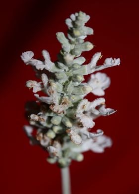 White psycho active salvia