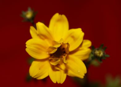 Yellow flowering close up