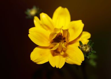 Cosmos caudatus flowering