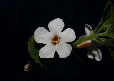 White sutera flower macro