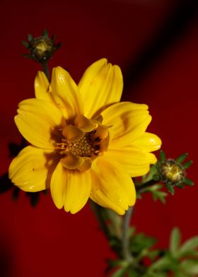 Yellow flowering close up