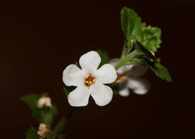 Sutera grandiflora blossom