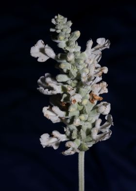 White psycho active salvia