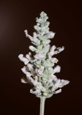 Salvia blossoming close up