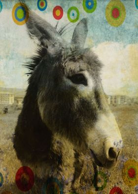 Hippie donkey colt