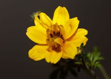 Yellow flowering close up