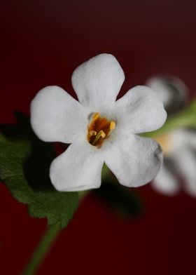 Flower blossoming close up