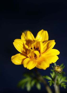 Yellow flowering close up