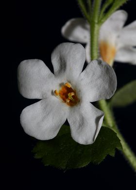 Sutera grandiflora flower