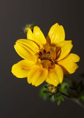 Yellow flower blossoming