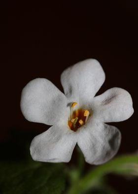 Flower blossoming close up