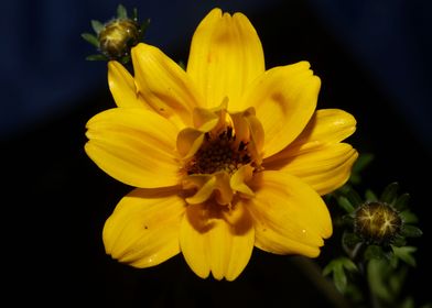 Yellow flower blossoming