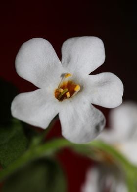 Flower blossoming close up