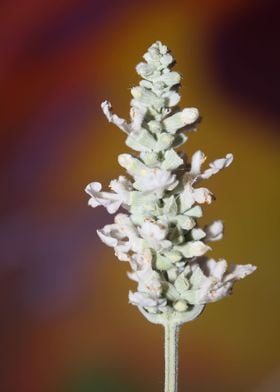 White psycho active salvia