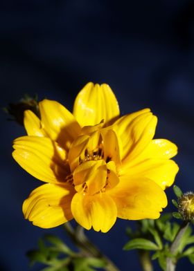 Yellow flower blossoming