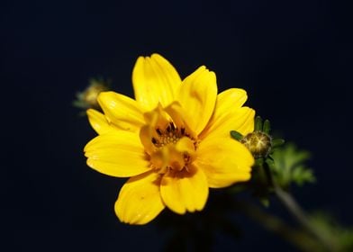 Yellow cosmos flower macro