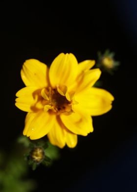 Yellow flower blossoming