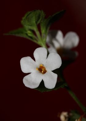 White flower blossom macro