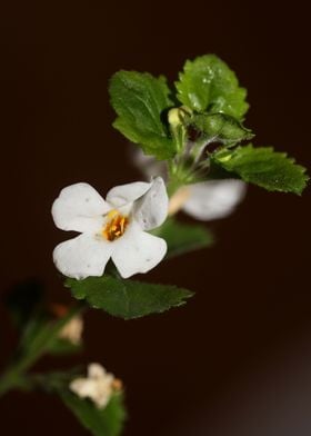 Sutera grandiflora flower