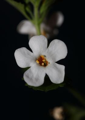 White flower blossom macro